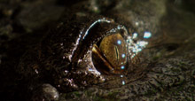Fatal Attractions – Crocs, Animal Planet US